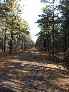 Barnegat Trail